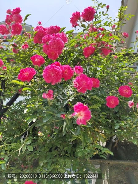 刺玫花