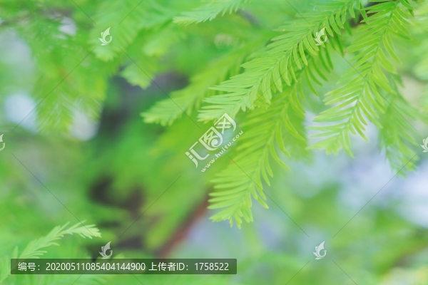 綠葉背景