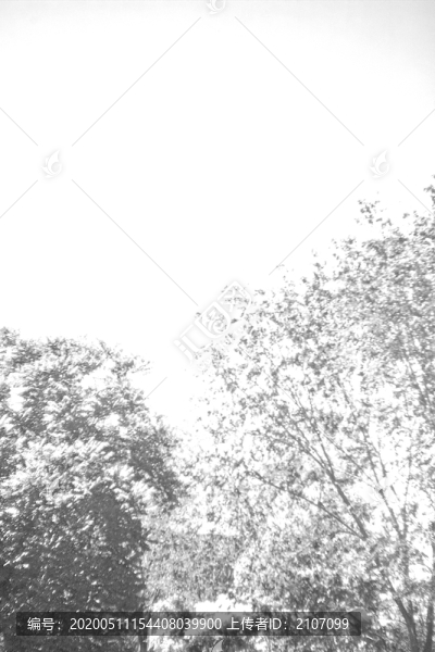 夏樹