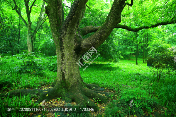 香樟樹