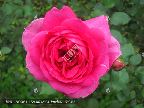 鮮花