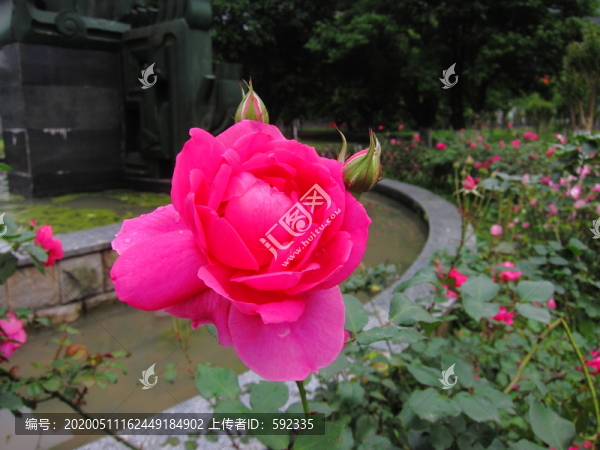 玫瑰花
