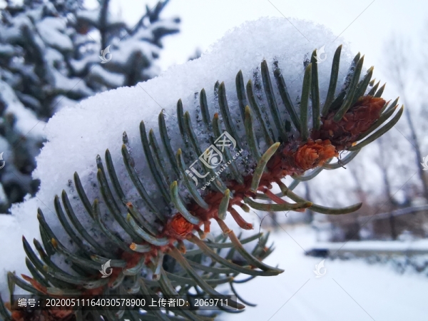 冬雪