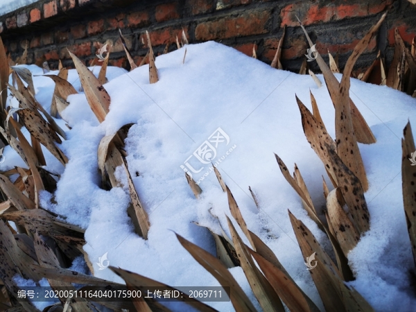 冬雪