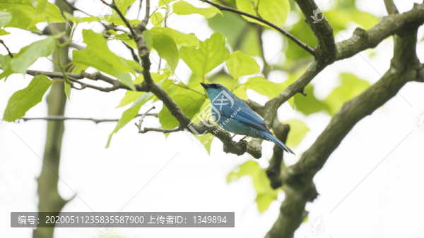 銅藍鹟鳥