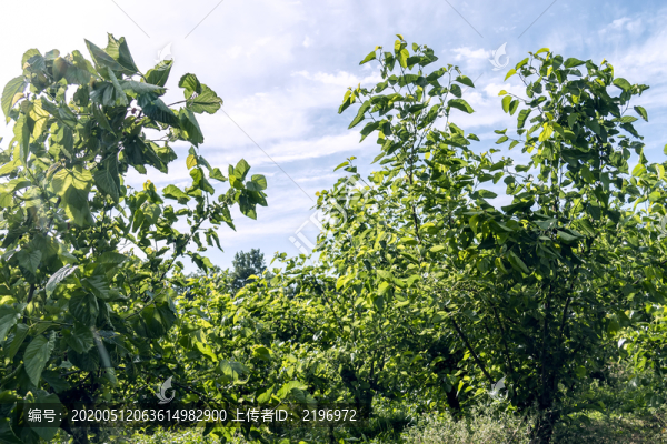 桑樹林