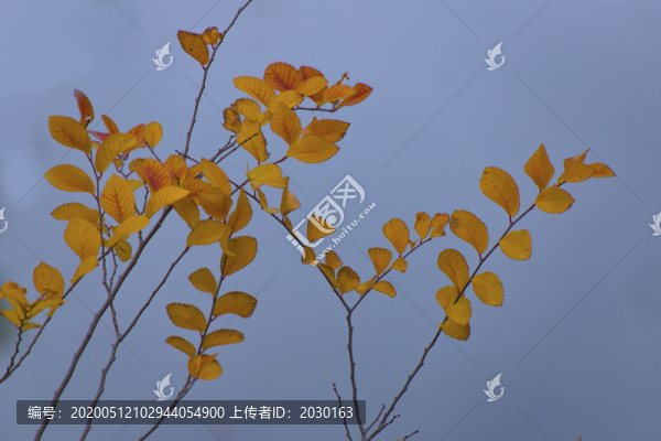 黃葉子