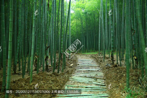 竹林