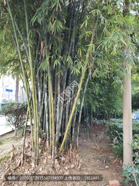 竹子