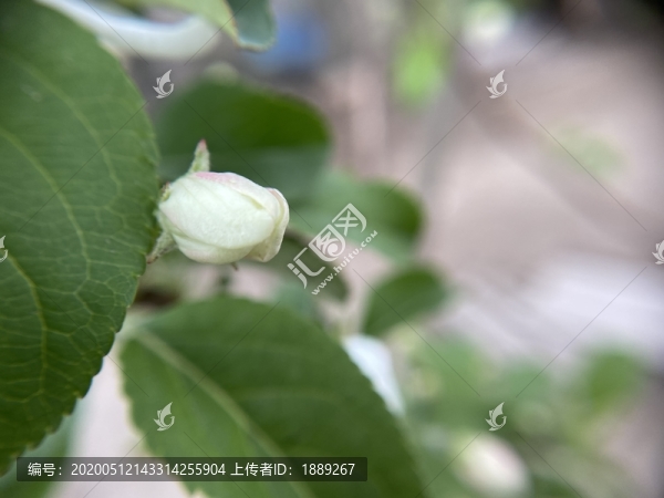 海棠花