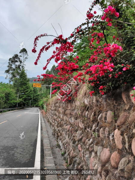 公路邊堡坎上的三角梅
