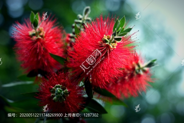 紅千層