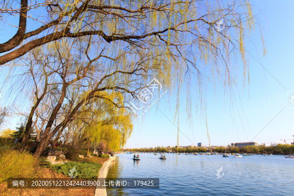 北京玉淵潭公園西湖中堤柳樹(shù)