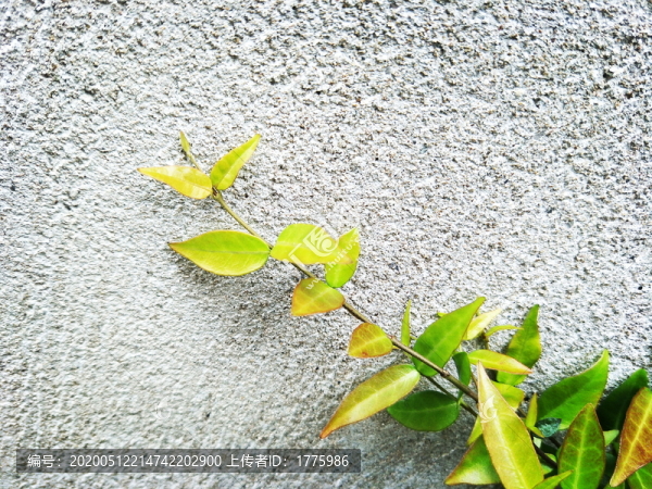 野草