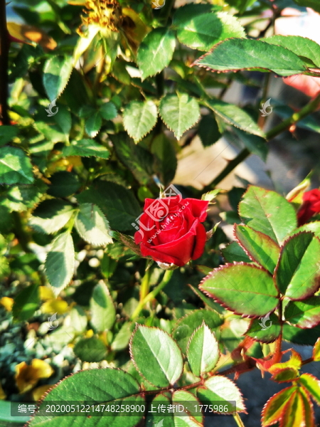 歐月花苞