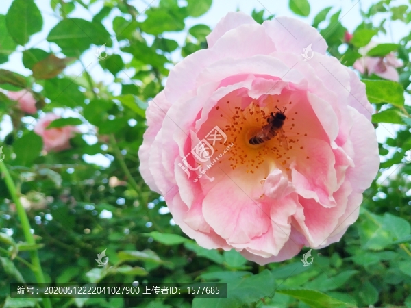 采蜜