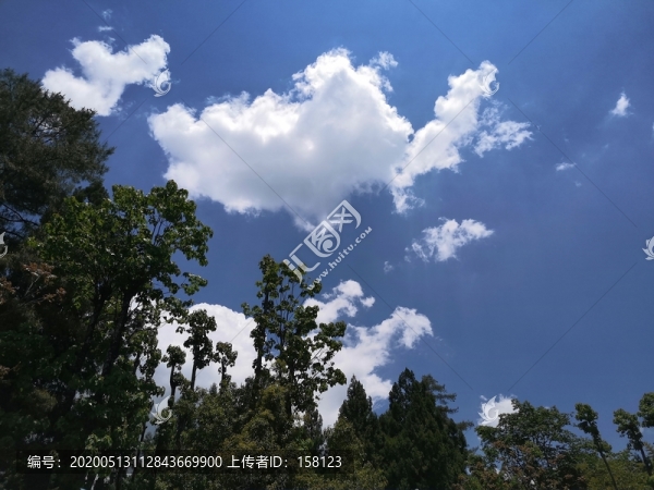 樹林中的天空