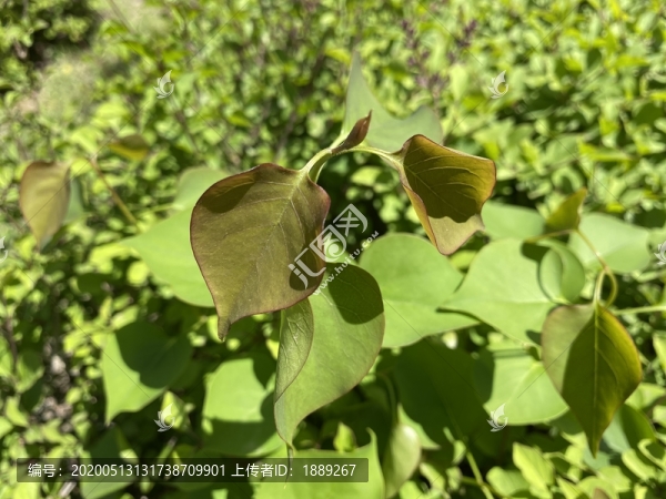 丁香花