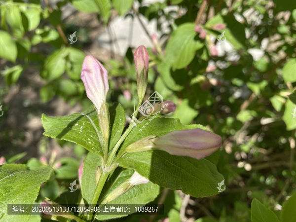 錦帶花