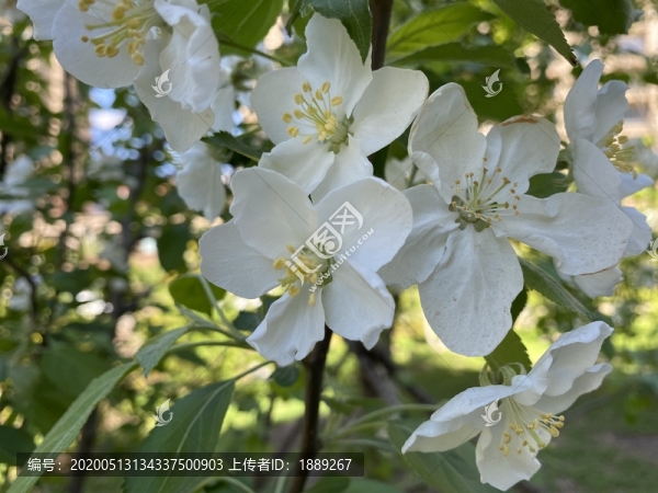 山荊子花