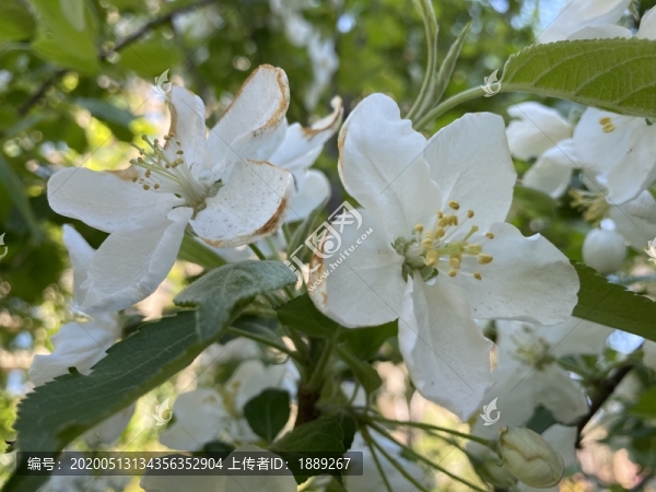 山荊子花