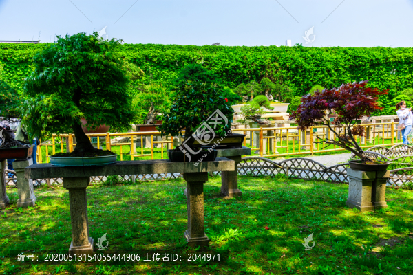 蘇州拙政園盆景