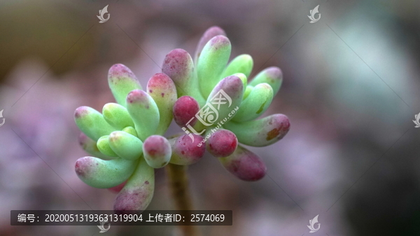 微距花卉