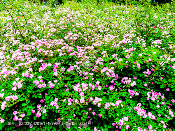 薔薇花海