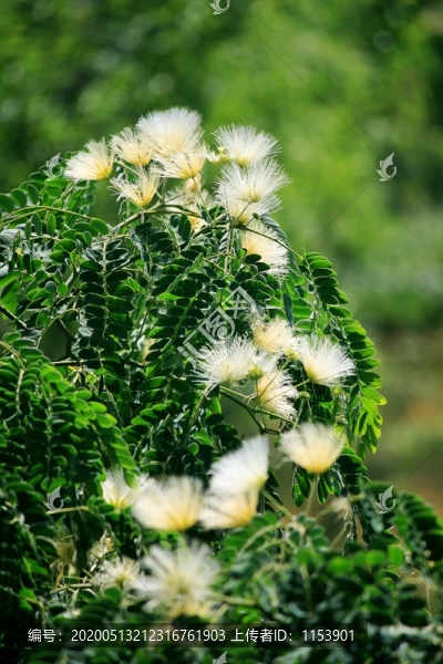 合歡花