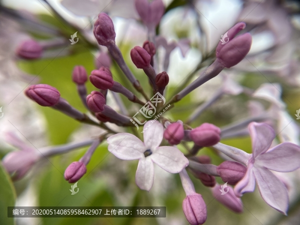丁香花