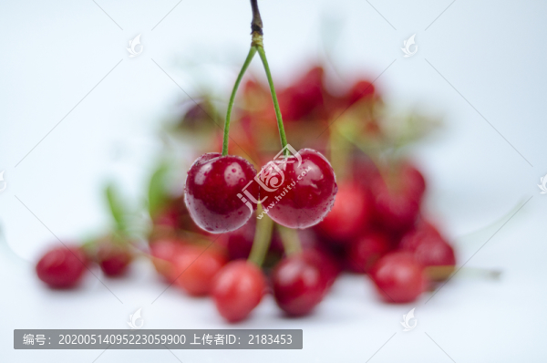 大櫻桃