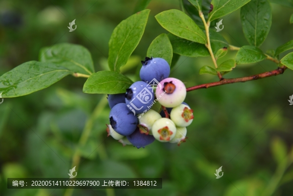 藍莓園藍莓果