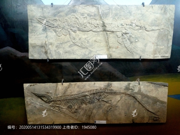 魚(yú)龍化石
