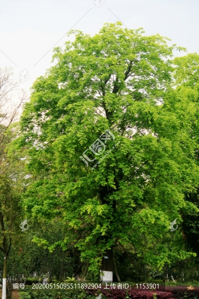 皂莢樹(shù)