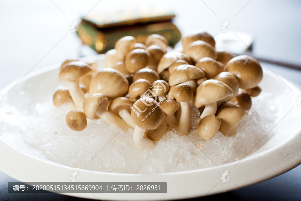 白玉菇