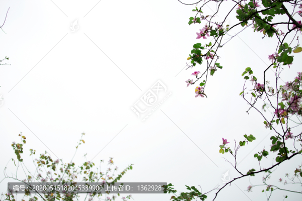 宮粉紫荊