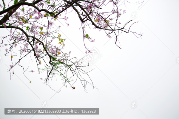 宮粉紫荊