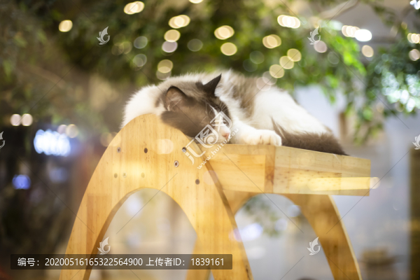 酣睡的貓咪