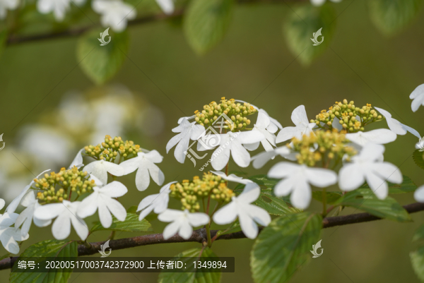 蝴蝶樹