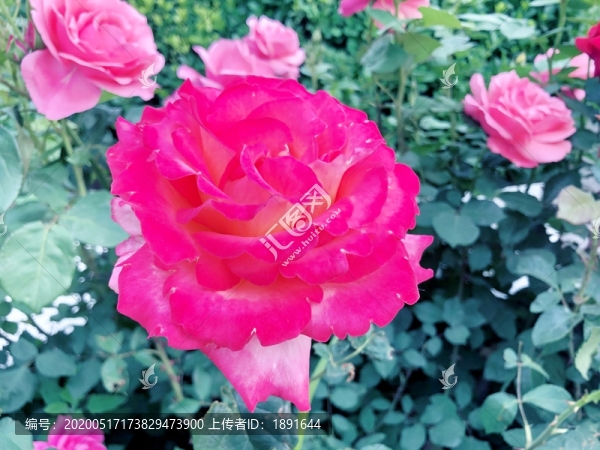 薔薇