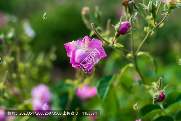 平陰玫瑰26