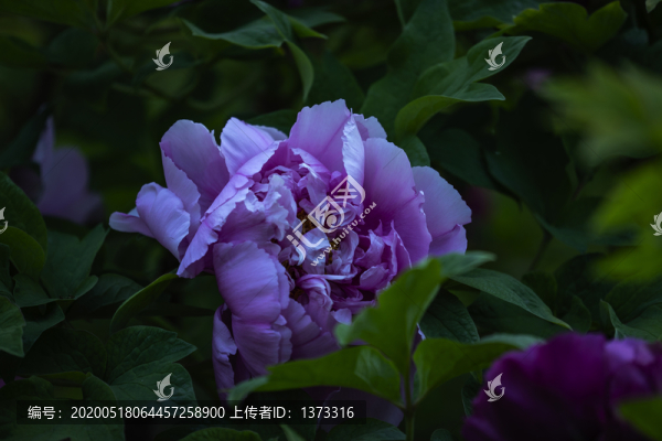 牡丹