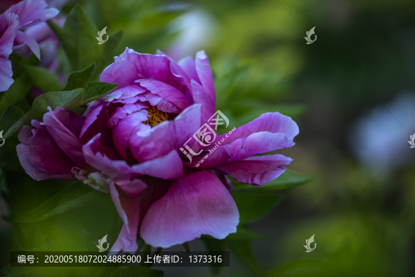 牡丹
