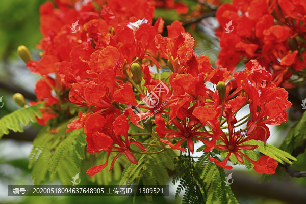 鳳凰花開