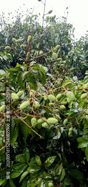 荔枝