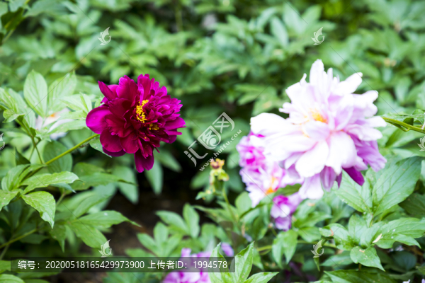 芍藥