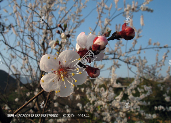 薔薇科植物杏花