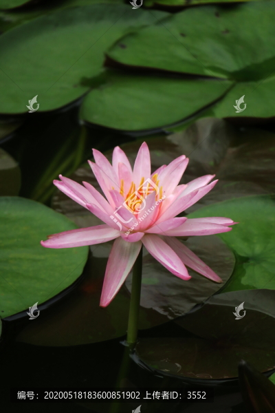 水芙蓉