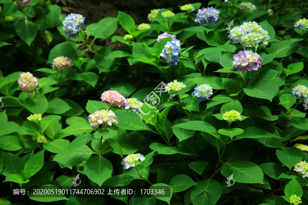 繡球花