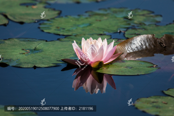 重慶大學(xué)虎溪校區(qū)睡蓮花開